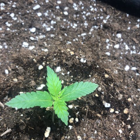 Critical Kush (nickname MEGARA) growlog photo: Day 14

Humidity was at 61%, but I let the tent open for a moment to long. 