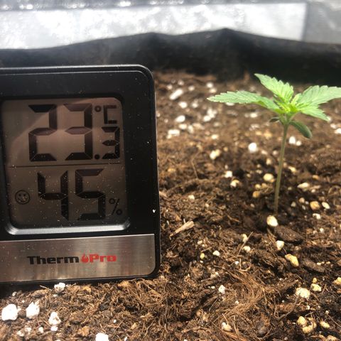 Critical Kush (nickname MEGARA) growlog photo: Day 14

Humidity was at 61%, but I let the tent open for a moment to long. 