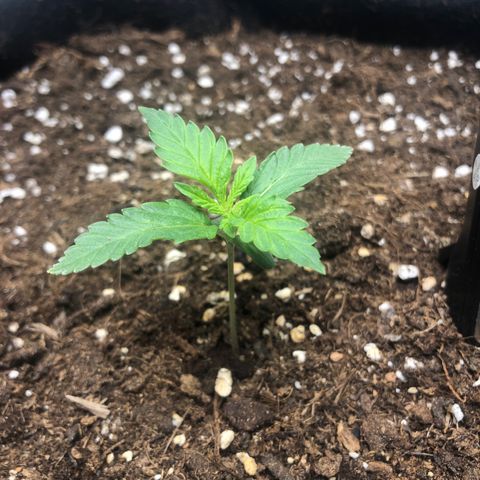 Critical Kush (nickname MEGARA) growlog photo: Day 15