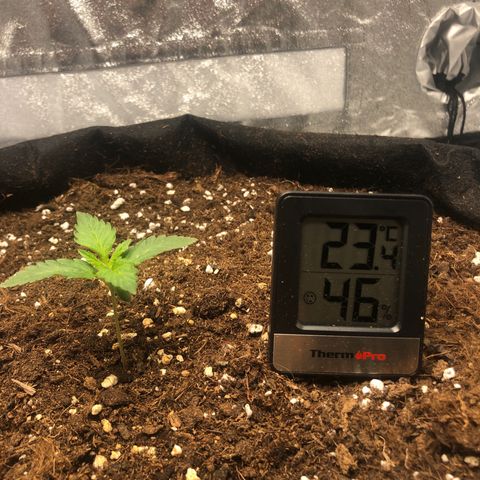 Critical Kush (nickname MEGARA) growlog photo: Day 15