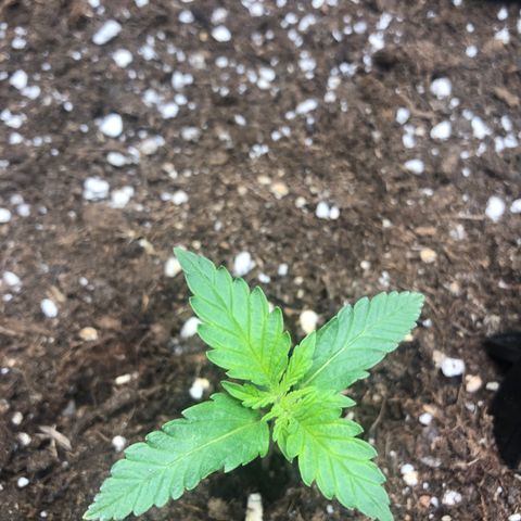 Critical Kush (nickname MEGARA) growlog photo: Day 15