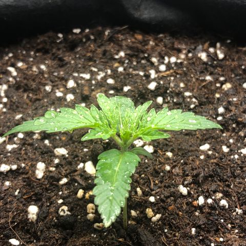 Critical Kush (nickname MEGARA) growlog photo: Day 16 

Grow is picking up the speed rn. 