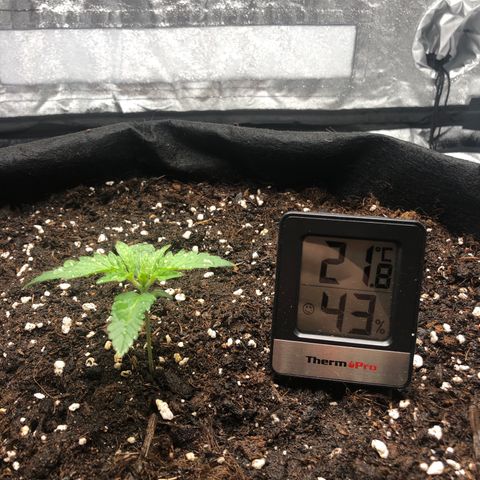 Critical Kush (nickname MEGARA) growlog photo: Day 16 

Grow is picking up the speed rn. 