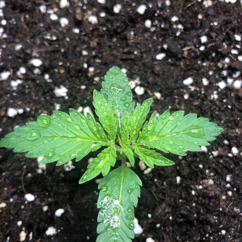 Critical Kush (nickname MEGARA) growlog photo: Day 16 

Grow is picking up the speed rn. 