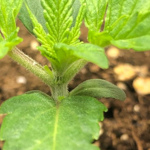 Critical Kush (nickname MEGARA) growlog timeline photo
