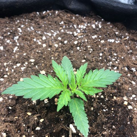 Critical Kush (nickname MEGARA) growlog timeline photo