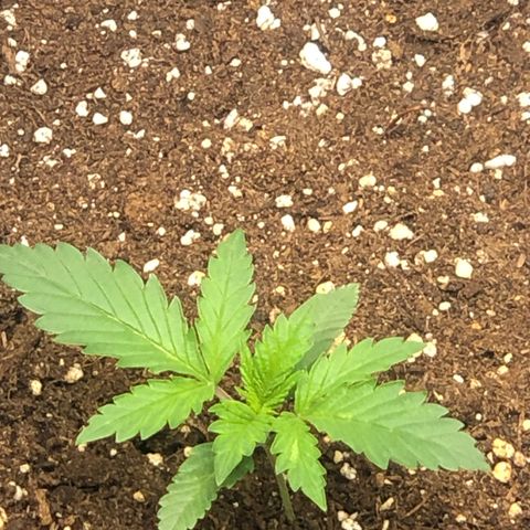 Critical Kush (nickname MEGARA) growlog timeline photo