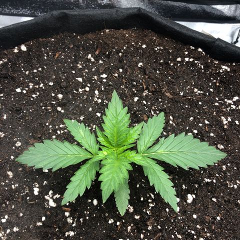Critical Kush (nickname MEGARA) growlog timeline photo