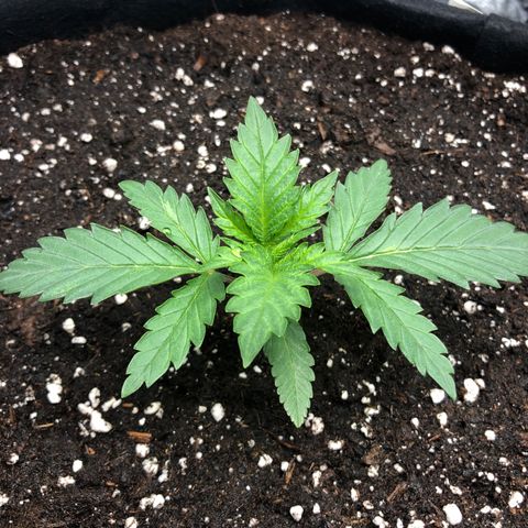 Critical Kush (nickname MEGARA) growlog timeline photo
