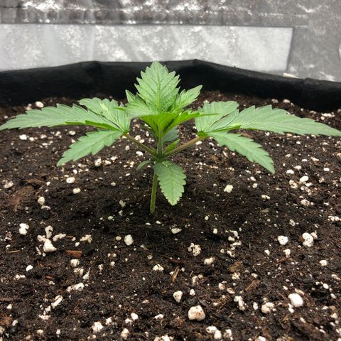 Critical Kush (nickname MEGARA) growlog timeline photo