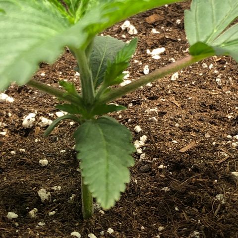 Critical Kush (nickname MEGARA) growlog timeline photo