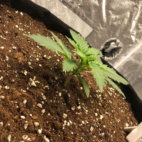 Critical Kush (nickname MEGARA) growlog timeline photo