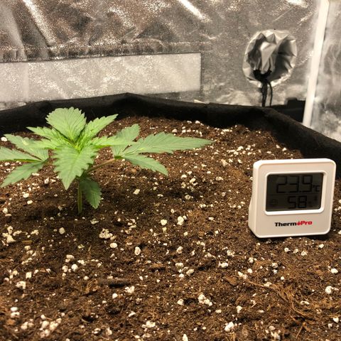 Critical Kush (nickname MEGARA) growlog timeline photo