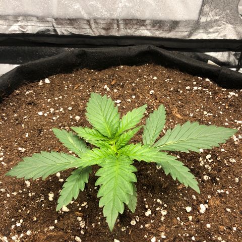 Critical Kush (nickname MEGARA) growlog timeline photo