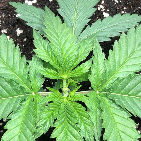Critical Kush (nickname MEGARA) growlog timeline photo