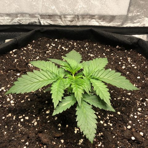 Critical Kush (nickname MEGARA) growlog timeline photo