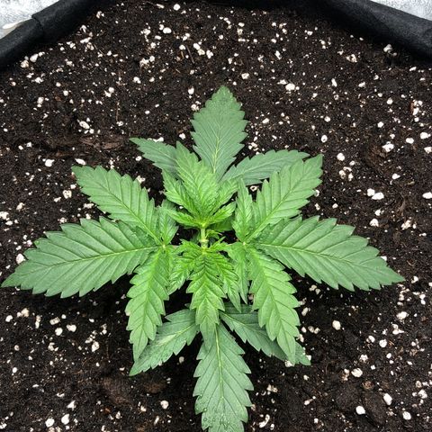 Critical Kush (nickname MEGARA) growlog timeline photo