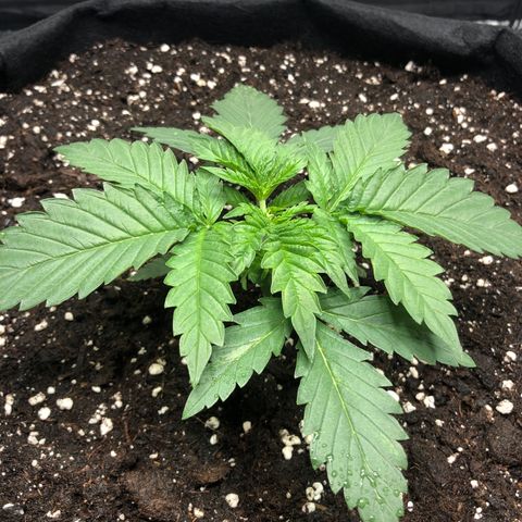 Critical Kush (nickname MEGARA) growlog timeline photo