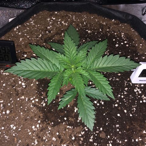 Critical Kush (nickname MEGARA) growlog photo: Right before leaving for 4 days 