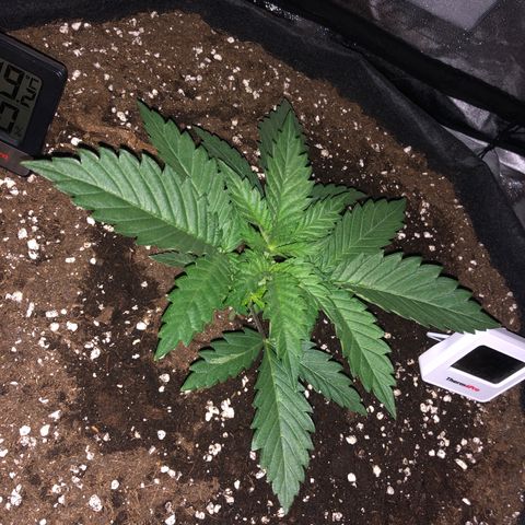 Critical Kush (nickname MEGARA) growlog photo: Right before leaving for 4 days 