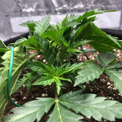 Critical Kush (nickname MEGARA) growlog timeline photo