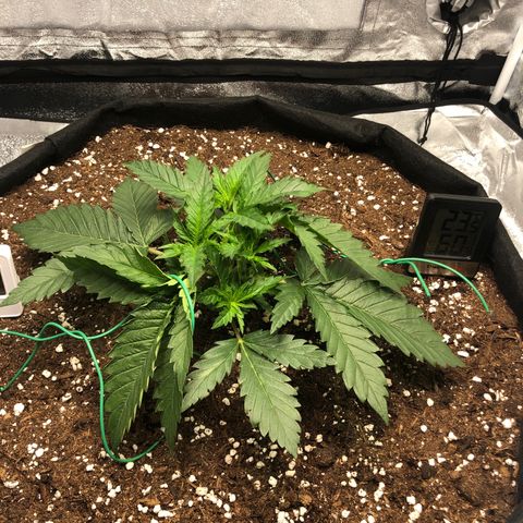 Critical Kush (nickname MEGARA) growlog timeline photo