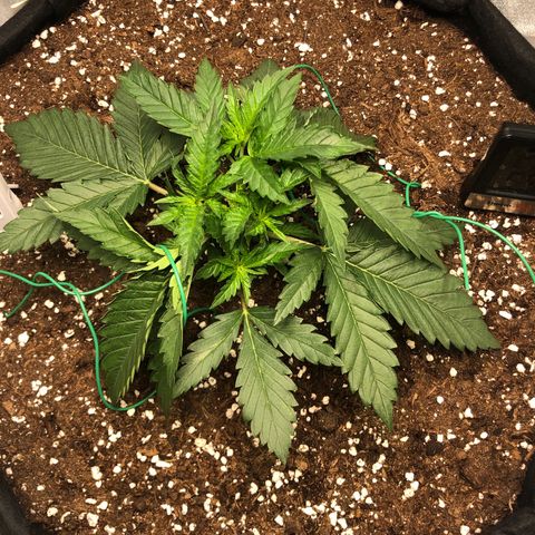 Critical Kush (nickname MEGARA) growlog timeline photo