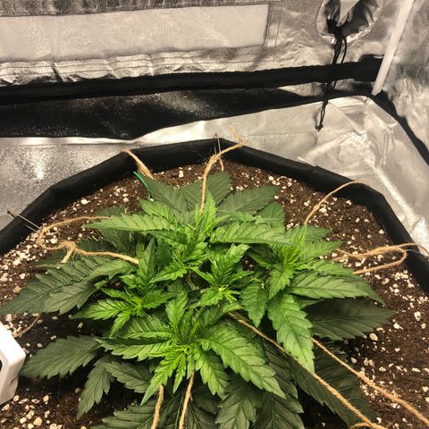 Critical Kush (nickname MEGARA) growlog photo: First LST