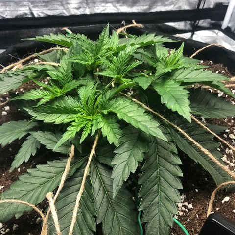 Critical Kush (nickname MEGARA) growlog photo: First LST