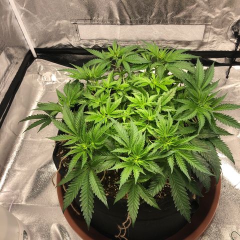 Critical Kush (nickname MEGARA) growlog timeline photo