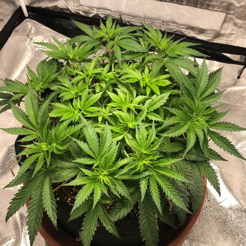 Critical Kush (nickname MEGARA) growlog timeline photo
