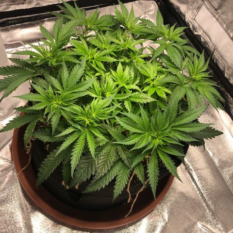 Critical Kush (nickname MEGARA) growlog timeline photo