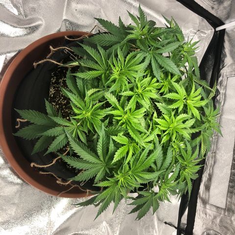 Critical Kush (nickname MEGARA) growlog photo: Erster Tag der Blüte.