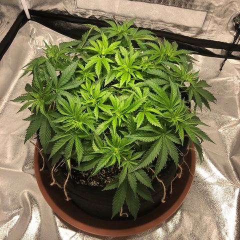 Critical Kush (nickname MEGARA) growlog photo: Erster Tag der Blüte.