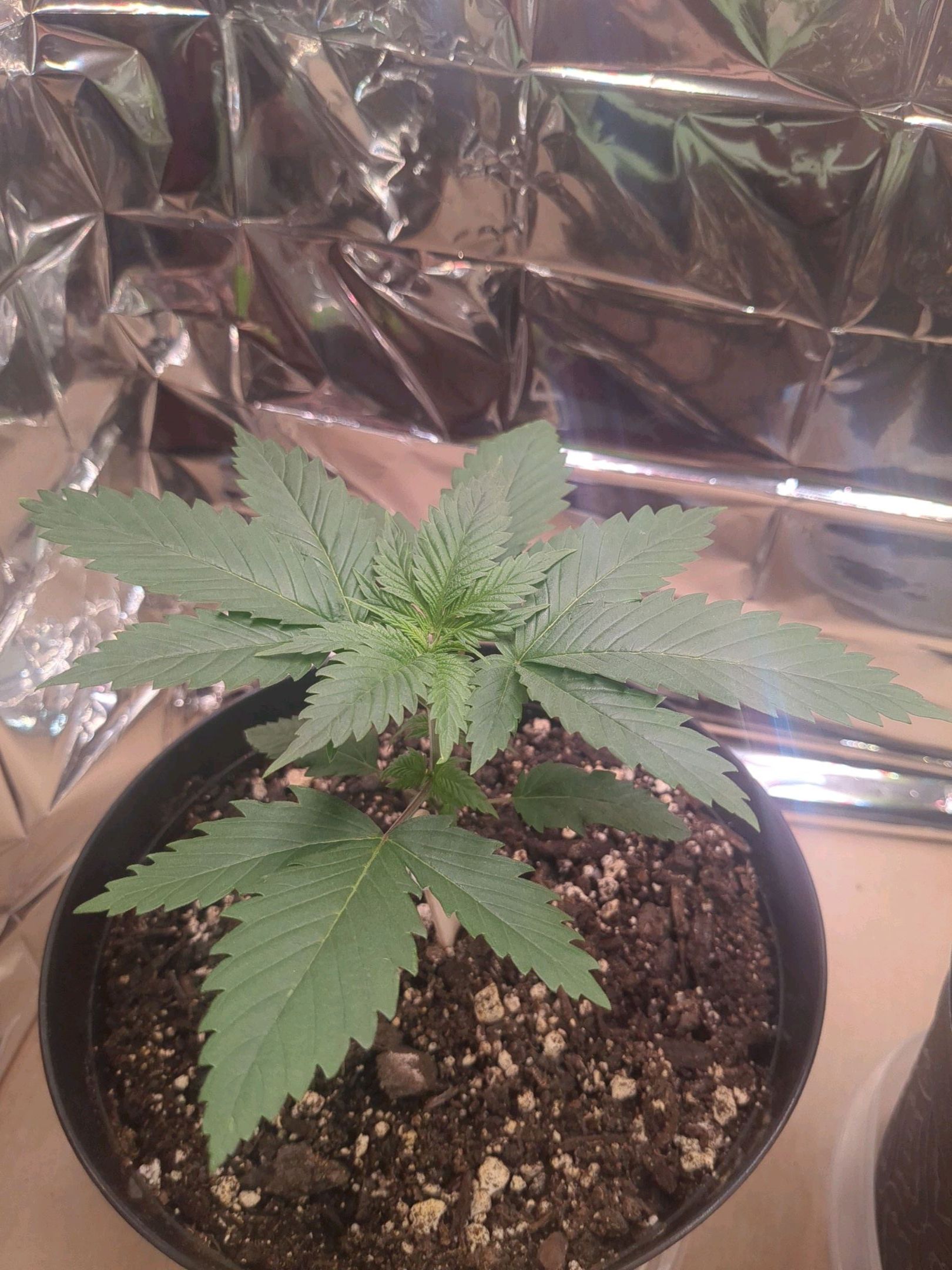 Fat Mazzy #2 growlog header