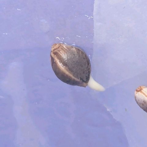Fat Mazzy #2 growlog photo