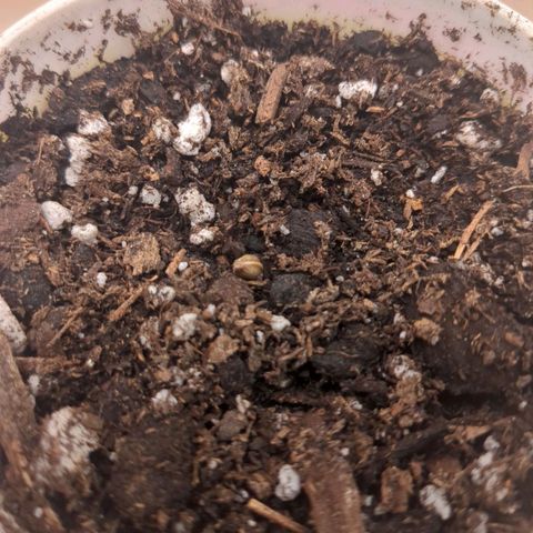 Fat Mazzy #2 growlog photo