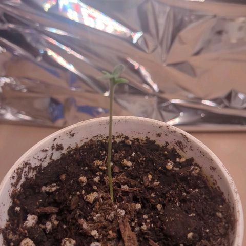 Fat Mazzy #2 growlog photo