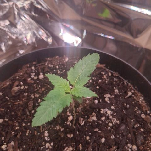Fat Mazzy #2 growlog photo