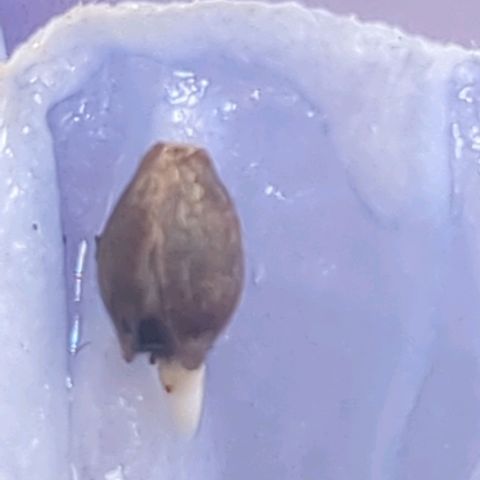 Fat Mazzy #2 growlog photo