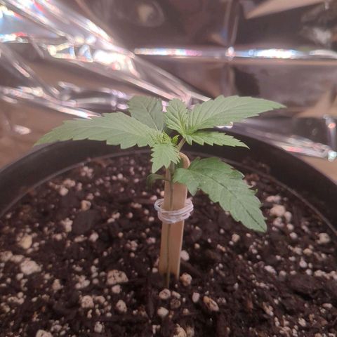 Fat Mazzy #2 growlog timeline photo