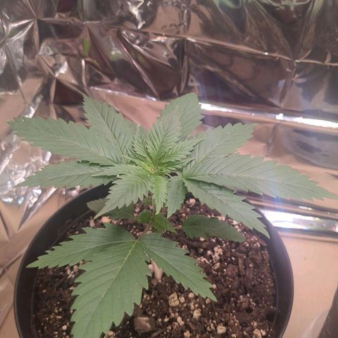 Fat Mazzy #2 growlog timeline photo