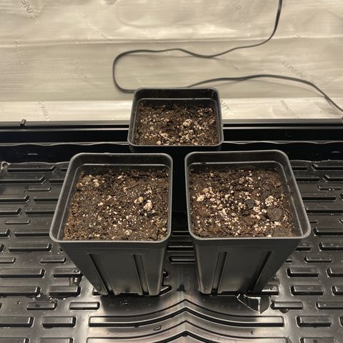Hella Jelly ~ H.S.C growlog timeline photo