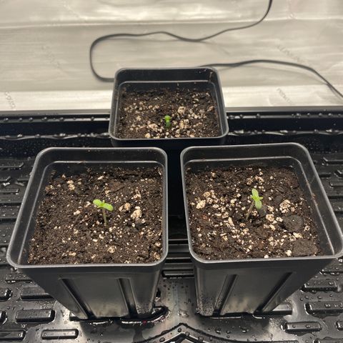 Hella Jelly ~ H.S.C growlog timeline photo