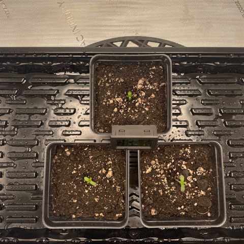 Hella Jelly ~ H.S.C growlog timeline photo