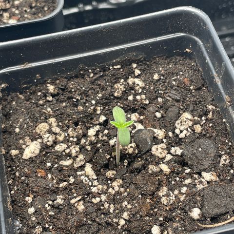 Hella Jelly ~ H.S.C growlog timeline photo