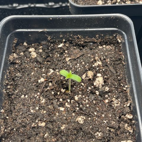 Hella Jelly ~ H.S.C growlog timeline photo