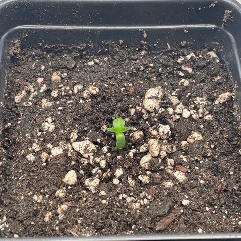 Hella Jelly ~ H.S.C growlog timeline photo