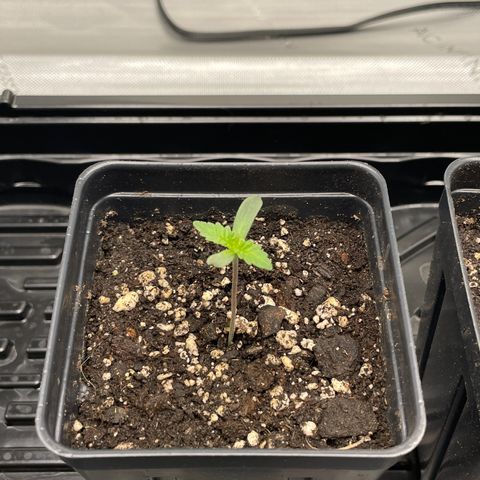 Hella Jelly ~ H.S.C growlog timeline photo