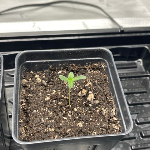 Hella Jelly ~ H.S.C growlog timeline photo